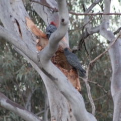 Callocephalon fimbriatum at Hughes, ACT - 19 Oct 2019