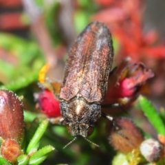 Ethonion leai (Root-galling jewel beetle) at Dunlop, ACT - 18 Oct 2019 by Harrisi