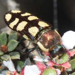 Castiarina decemmaculata (Ten-spot Jewel Beetle) at Dunlop, ACT - 18 Oct 2019 by Harrisi