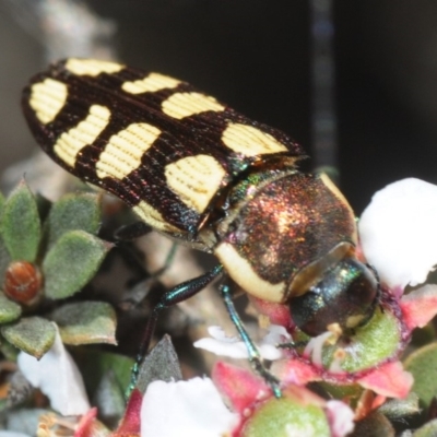 Castiarina decemmaculata (Ten-spot Jewel Beetle) at Dunlop, ACT - 17 Oct 2019 by Harrisi