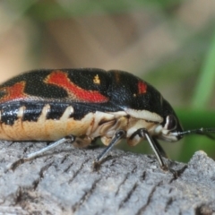 Choerocoris variegatus (Variable Jewel Bug) at Pine Island to Point Hut - 17 Oct 2019 by Harrisi