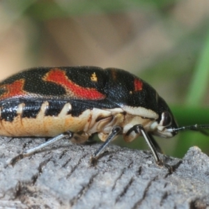 Choerocoris variegatus at Greenway, ACT - 17 Oct 2019