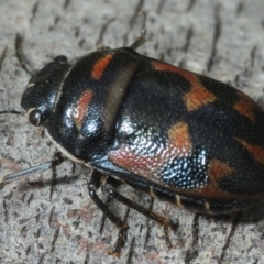 Choerocoris variegatus at Greenway, ACT - 17 Oct 2019