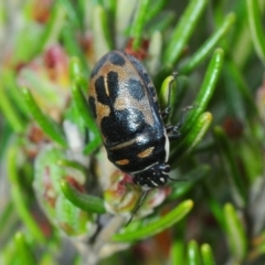 Choerocoris variegatus at Greenway, ACT - 17 Oct 2019