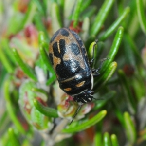 Choerocoris variegatus at Greenway, ACT - 17 Oct 2019