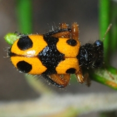 Lemidia leoparda (Leopard clerid beetle) at Pine Island to Point Hut - 17 Oct 2019 by Harrisi