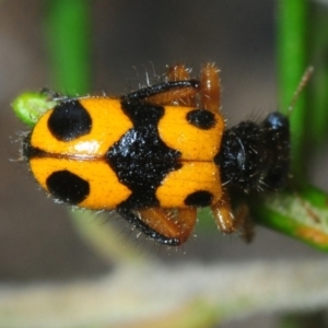 Lemidia leoparda at Greenway, ACT - 17 Oct 2019