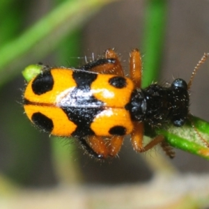 Lemidia leoparda at Greenway, ACT - 17 Oct 2019