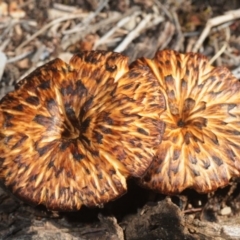 Lentinus arcularius (Fringed Polypore) at Greenway, ACT - 18 Oct 2019 by Harrisi