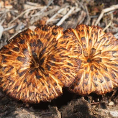 Lentinus arcularius (Fringed Polypore) at Greenway, ACT - 18 Oct 2019 by Harrisi