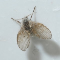 Clogmia albipunctata (Bathroom Moth Fly) at Belconnen, ACT - 18 Oct 2019 by Harrisi