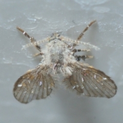 Psychodidae sp. (family) at Belconnen, ACT - 18 Oct 2019 10:43 PM