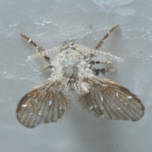 Psychodidae sp. (family) at Belconnen, ACT - 18 Oct 2019 10:43 PM