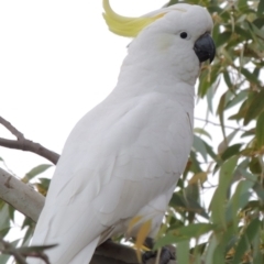 Cacatua galerita (Sulphur-crested Cockatoo) at Yarralumla, ACT - 19 Oct 2019 by MichaelBedingfield