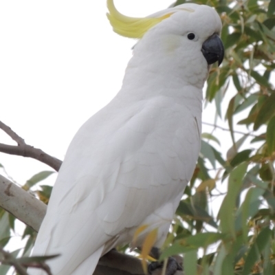 Cacatua galerita (Sulphur-crested Cockatoo) at Stirling Park - 18 Oct 2019 by michaelb
