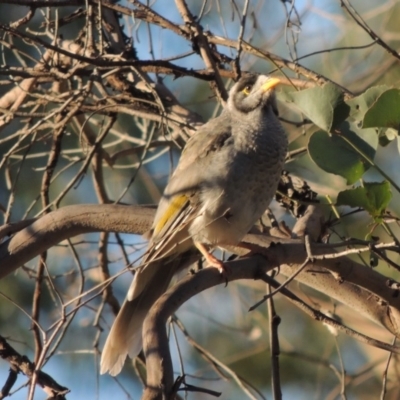 Manorina melanocephala (Noisy Miner) at Yarralumla, ACT - 18 Oct 2019 by michaelb