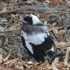 Gymnorhina tibicen (Australian Magpie) at Yarralumla, ACT - 19 Oct 2019 by michaelb