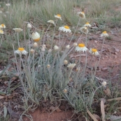 Leucochrysum albicans subsp. tricolor (Hoary Sunray) at Stirling Park - 19 Oct 2019 by michaelb