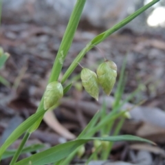 Briza maxima (Quaking Grass, Blowfly Grass) at Stirling Park - 19 Oct 2019 by MichaelBedingfield