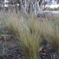 Austrostipa scabra subsp. falcata (Rough Spear-grass) at Yarralumla, ACT - 19 Oct 2019 by MichaelBedingfield