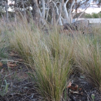 Austrostipa scabra subsp. falcata (Rough Spear-grass) at Yarralumla, ACT - 19 Oct 2019 by MichaelBedingfield