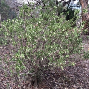 Styphelia triflora at Majura, ACT - 29 Mar 2014