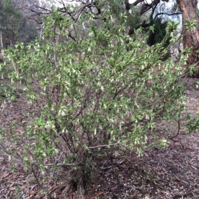 Styphelia triflora (Five-corners) at Mount Majura - 29 Mar 2014 by AaronClausen