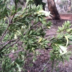 Styphelia triflora at Majura, ACT - 29 Mar 2014 11:17 AM