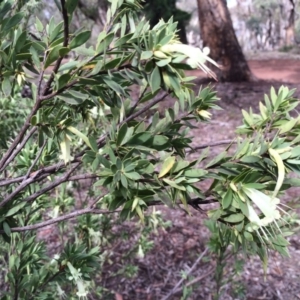 Styphelia triflora at Majura, ACT - 29 Mar 2014