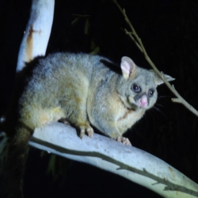 Trichosurus vulpecula (Common Brushtail Possum) at Stirling Park - 19 Oct 2019 by michaelb