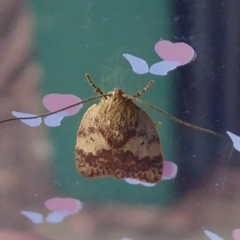 Garrha limbata (A Concealer moth) at Flynn, ACT - 19 Oct 2019 by Christine