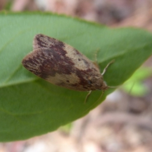 Garrha limbata at Flynn, ACT - 19 Oct 2019 01:24 PM