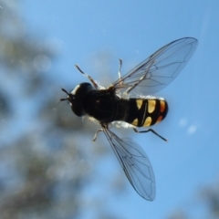 Melangyna sp. (genus) (Hover Fly) at Booth, ACT - 18 Oct 2019 by Christine