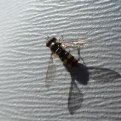 Melangyna sp. (genus) at Booth, ACT - 18 Oct 2019 03:14 PM