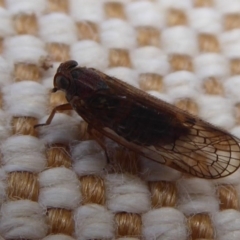 Unidentified Leafhopper or planthopper (Hemiptera, several families) at Flynn, ACT - 19 Oct 2019 by Christine