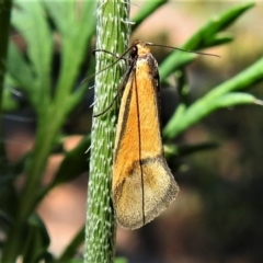 Philobota undescribed species near arabella (A concealer moth) at Wanniassa, ACT - 20 Oct 2019 by JohnBundock