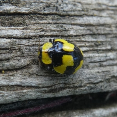 Illeis galbula (Fungus-eating Ladybird) at Hawker, ACT - 19 Oct 2019 by WendyW