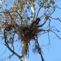 Corvus coronoides (Australian Raven) at Rendezvous Creek, ACT - 18 Oct 2019 by RodDeb