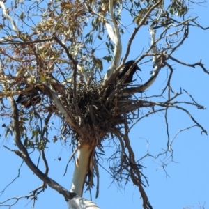 Corvus coronoides at Rendezvous Creek, ACT - 18 Oct 2019