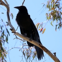 Corvus coronoides at Rendezvous Creek, ACT - 18 Oct 2019 11:15 AM