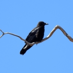 Corvus coronoides at Rendezvous Creek, ACT - 18 Oct 2019