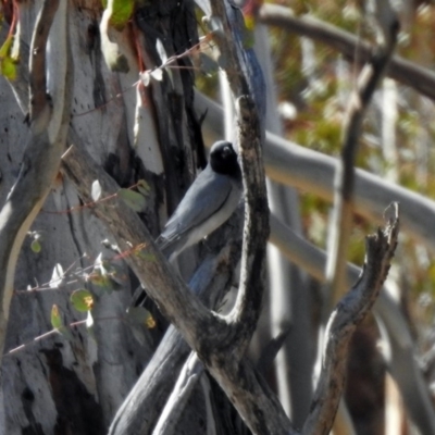 Coracina novaehollandiae (Black-faced Cuckooshrike) at Rendezvous Creek, ACT - 18 Oct 2019 by RodDeb