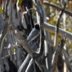 Coracina novaehollandiae (Black-faced Cuckooshrike) at Rendezvous Creek, ACT - 17 Oct 2019 by RodDeb