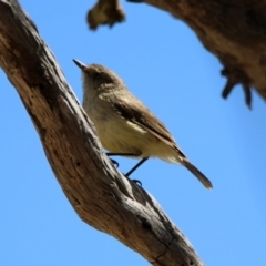 Acanthiza reguloides (Buff-rumped Thornbill) at Rendezvous Creek, ACT - 18 Oct 2019 by RodDeb