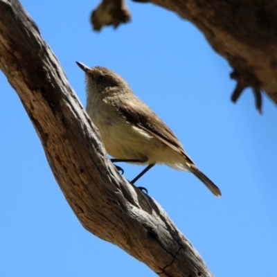 Acanthiza reguloides (Buff-rumped Thornbill) at Rendezvous Creek, ACT - 18 Oct 2019 by RodDeb