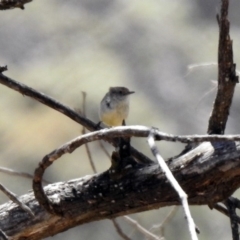 Acanthiza reguloides at Rendezvous Creek, ACT - 18 Oct 2019