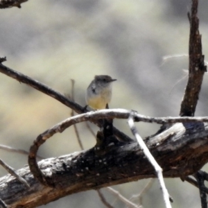 Acanthiza reguloides at Rendezvous Creek, ACT - 18 Oct 2019