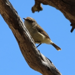 Acanthiza reguloides at Rendezvous Creek, ACT - 18 Oct 2019