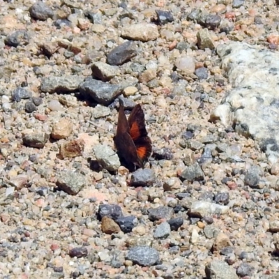 Paralucia aurifera (Bright Copper) at Namadgi National Park - 18 Oct 2019 by RodDeb