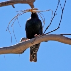 Sturnus vulgaris (Common Starling) at Rendezvous Creek, ACT - 18 Oct 2019 by RodDeb